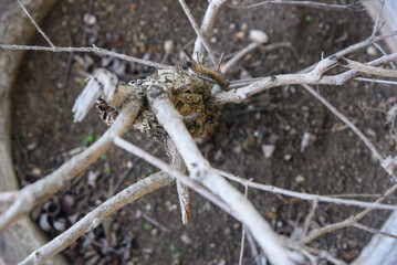 Bird Nest in a Twiggy Bush