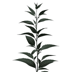 Single dark-green plant stem with leaves isolated on white.