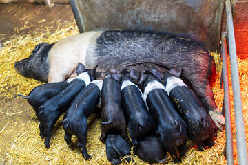 A black and white British Saddleback sow is feeding her piglets in a barn. © elenarostunova