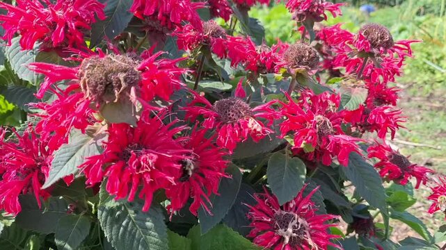 Bee balm (monarda) flowers on a sunny summer day	