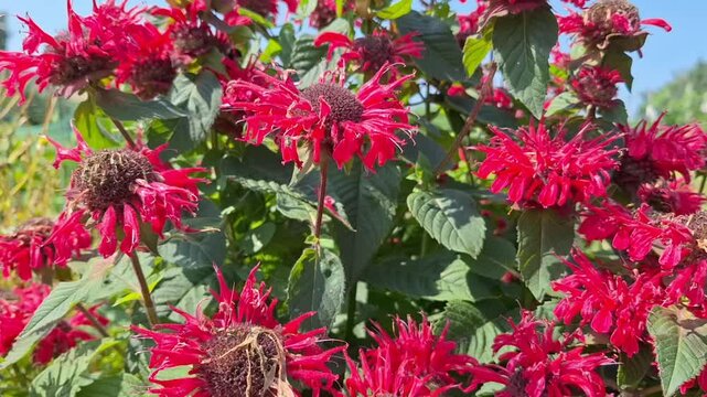 Bee balm (monarda) flowers on a sunny summer day	