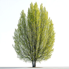 Fototapeta premium Single, young, bright green tree isolated on white background.