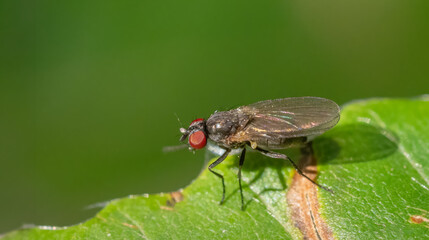 Naklejka premium Small fly probably Anthomyia monilis
