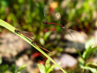 Mating Large Red Damselflies in an Urban Pond