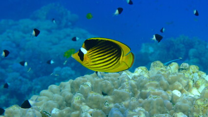 Striped butterflyfish or diagonal butterflyfish (Chaetodon fasciatus) undersea, Red Sea, Egypt, Sharm El Sheikh, Montazah Bay
