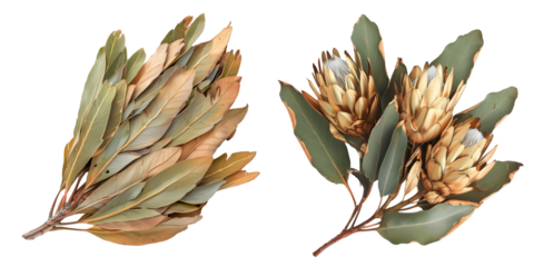 shiny green golden dry Protea leaves isolated on a white background. Generative AI.