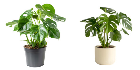 Side view of Monstera Deliciosa isolated on a white background. Generative AI.