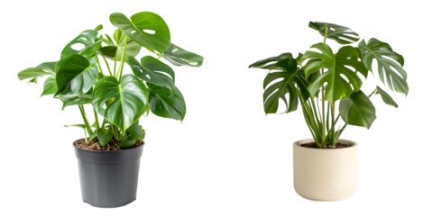 Side view of Monstera Deliciosa isolated on a white background. Generative AI.