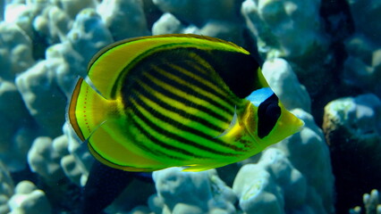 Striped butterflyfish or diagonal butterflyfish (Chaetodon fasciatus) undersea, Red Sea, Egypt, Sharm El Sheikh, Montazah Bay

