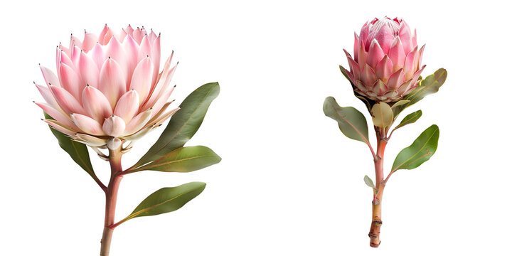 single beautiful pink king protea flower isolated on a white background. Generative AI.