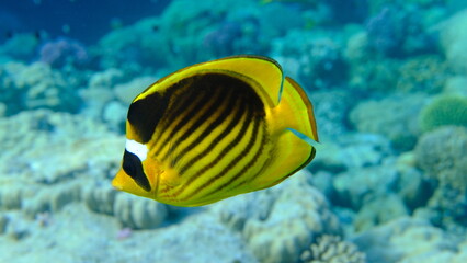 Striped butterflyfish or diagonal butterflyfish (Chaetodon fasciatus) undersea, Red Sea, Egypt, Sharm El Sheikh, Montazah Bay
