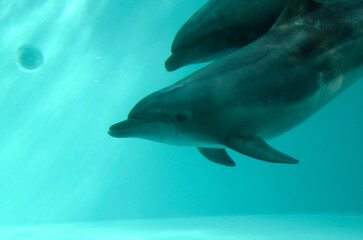 Naklejka premium イルカ