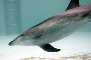 Naklejka premium イルカ