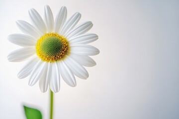 close up of a single daisy