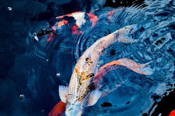 Koi fish, red, white and yellow goldfish in a garden water pond. Focus on fish ,noisy, exposure, similar others