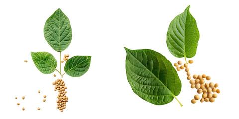 Soybean seeds with soy leaf isolated on a white background.. Generative AI.
