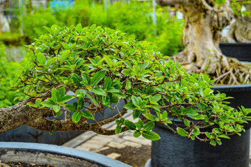 A very pretty bonsai plant in the garden. Focus on plant tree ,noisy, exposure, similar others
