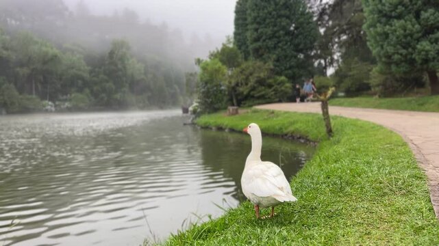 Lago negro Gramado