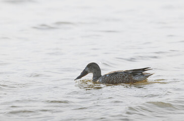 Northern Shoveler Spatula clypeata swimming on a pond