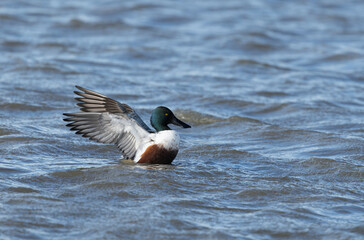 Northern Shoveler Spatula clypeata swimming on a pond