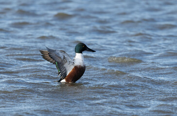 Northern Shoveler Spatula clypeata swimming on a pond