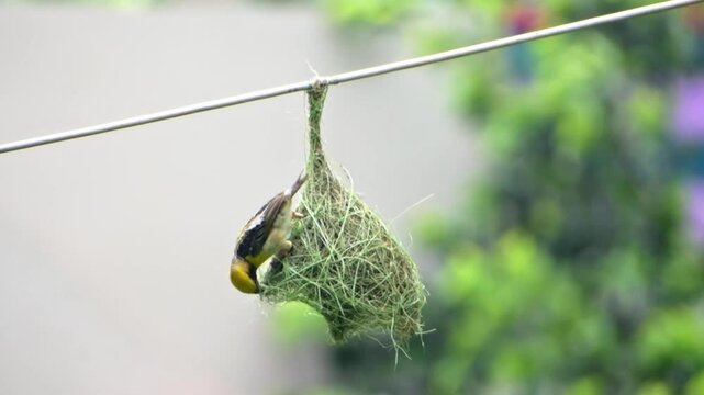 Baya weaver bird building the nest high quality footage.