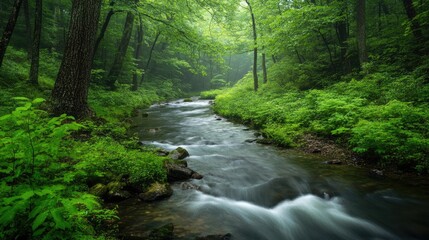 Obraz premium Tranquil Stream Flowing Through Lush Green Forest Landscape