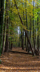 Forest during autumn with colourful leaves