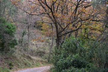 Autumn in forest