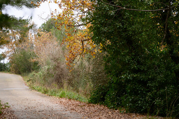 Fototapeta premium Autumn in forest