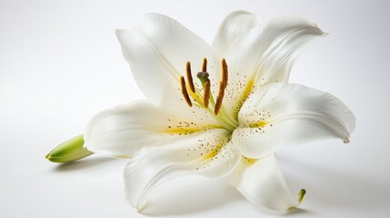 Elegant White Lily Flower Isolated on Soft Background