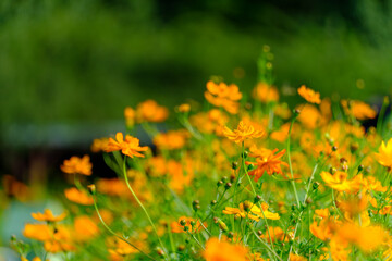 鮮やかに広がるキバナコスモスの花畑