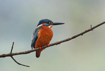 Beautiful common kingfisher (Alcedo atthis) perched on a tree branch by the river. Eurasian male...