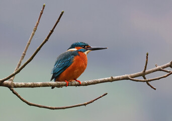 Beautiful common kingfisher (Alcedo atthis) perched on a tree branch by the river. Eurasian male...