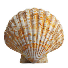 Fototapeta premium Isolation and Detail of a Beautiful Shell on a Simple Plain Background, Showcasing Natural Patterns and Textures for Artistic and Creative Use