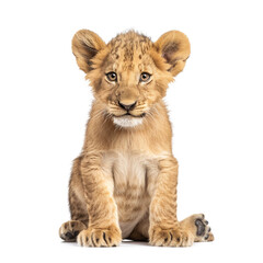 Obraz premium 3D Young Lion - Realistic Wild Animal Illustration on Transparent Background