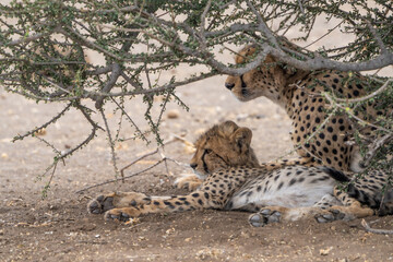 A female Cheetah and her cub lying under a bush in Mashatu Game Reserve, Botswana. 