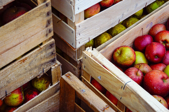 cagettes de pommes