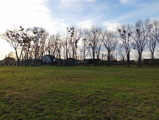 Obraz premium Landscape with a row of trees on whose branches the parasitic plant mistletoe grows abundantly. A park behind which are buildings with mistletoe-infested dramas.
