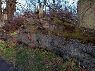 Old moss-covered Trunk of a large linden tree lies in the yard near an old concrete fence. Large trunk of a fallen tree on green grass outdoors.