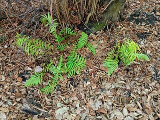 Large green fern leaves on a background of fallen dry brown leaves. forest winter backgrounds and textures. Green bright fern leaves outdoors in the forest.