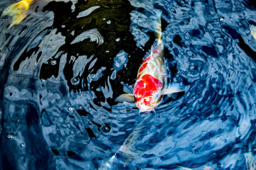 Koi fish, red, white and yellow goldfish in a garden water pond. Focus on fish ,noisy, exposure, similar others