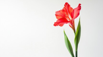 a red gladiolus flower against a white background
