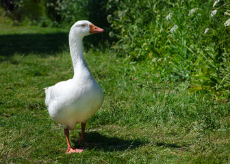 Domestic  white Emden goose