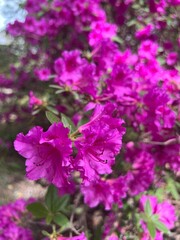 Obraz premium pink flowers
