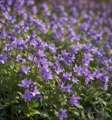 Obraz premium Purple flowers of Campanula trachelium in field, flower power, bellflower, spring flowers