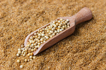 Coriander Seeds on wooden shovel with a coriander powder background. Food Ingredients