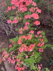 pink flowers in a garden