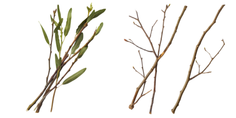 ucalyptus twigs. Generative AI.