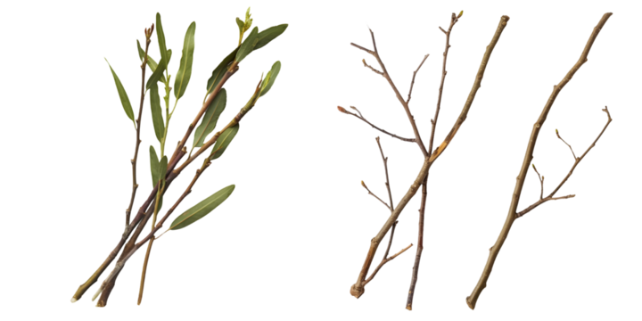 ucalyptus twigs. Generative AI.
